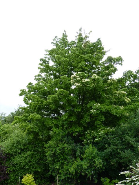 Cornus paucinervis P1C